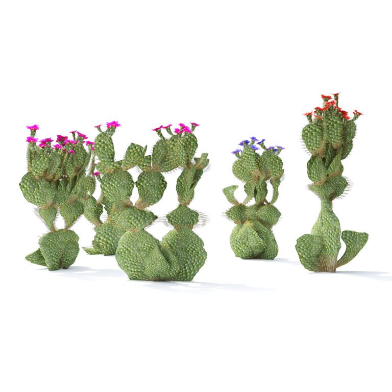 dragon cactus plant Dragon Fruit – Liberty Landscape Supply main image 1