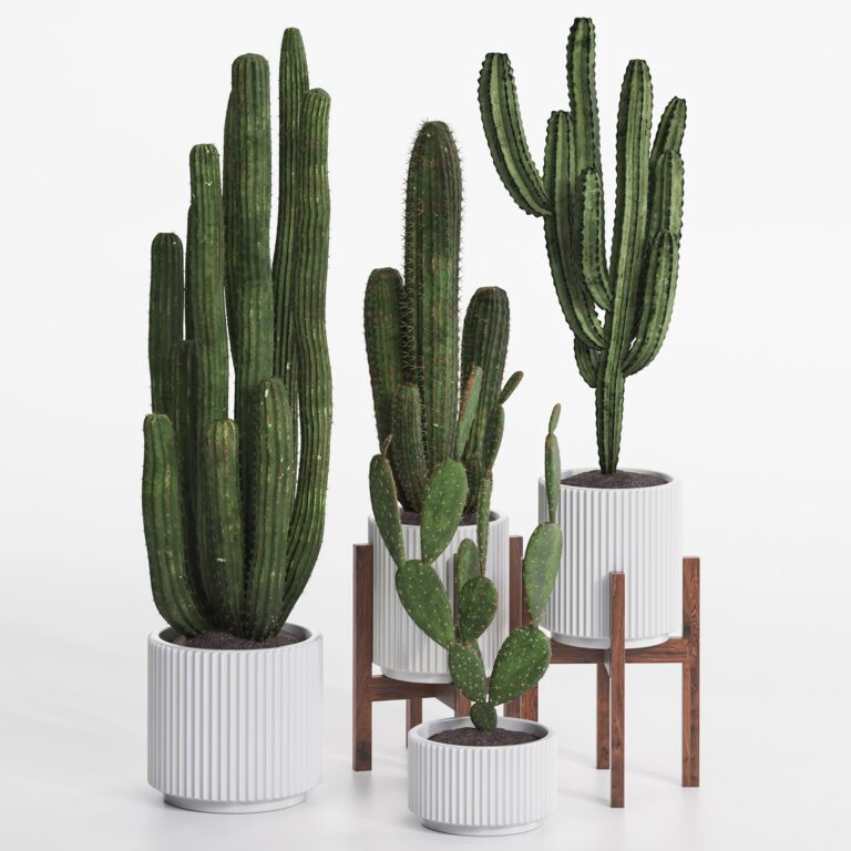 Cactus set (354367) 3D model - Download 3D model Cactus set (354367 ...