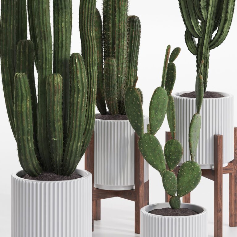 Cactus set (354367) 3D model - Download 3D model Cactus set (354367 ...