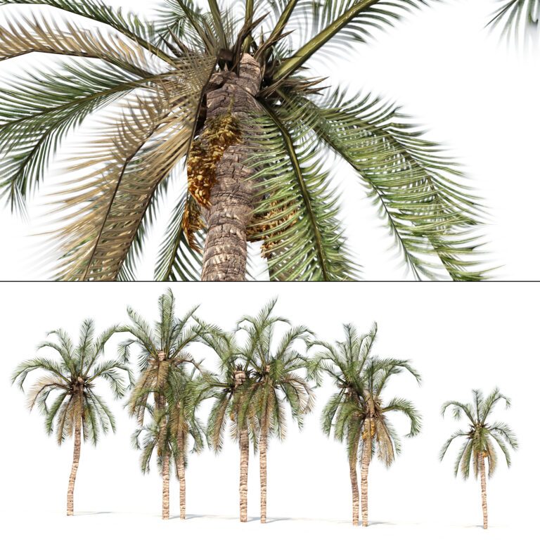 Low Poly Arabic Date Palms (354446), 3d model 1