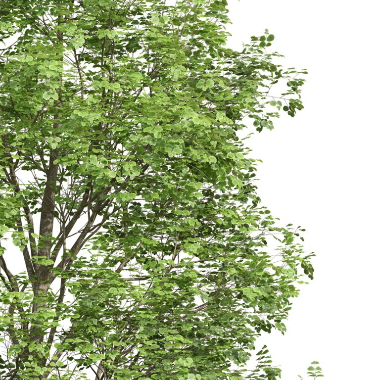 Fagus Sylvatica and Acer Saccharinum Summer tree (355478) 3D model -  Download 3D model Fagus Sylvatica and Acer Saccharinum Summer tree (355478)  | 355478 | 3d-baza.com