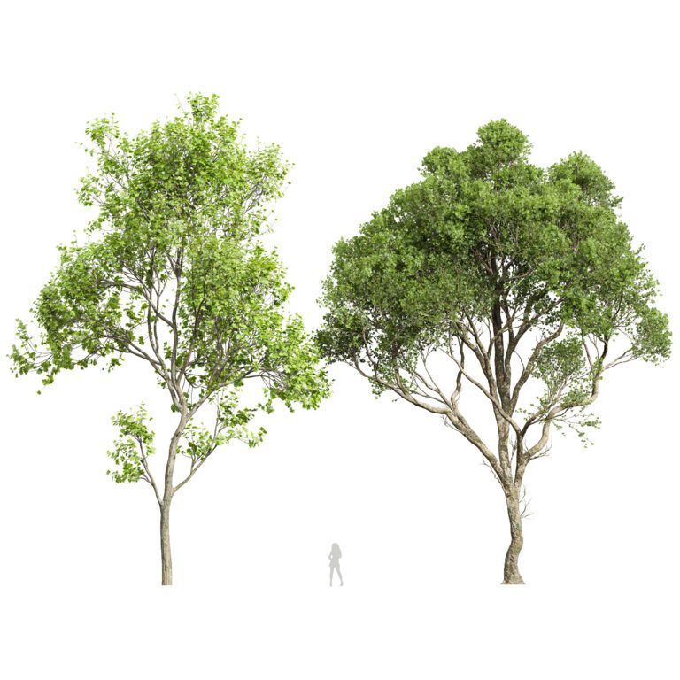 Pseudoplatanus and Saccharinum Summer trees (356242), 3d model 1
