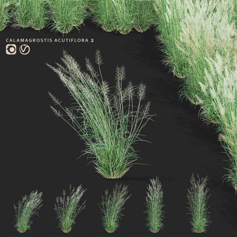 Acute-flowered reed grass | Calamagrostis acutiflora 2 (360985) 3D ...