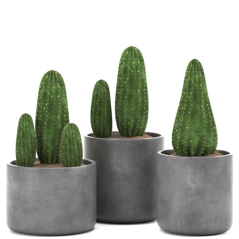 Indoor set 01- cactus-1 (362477) 3D model - Download 3D model Indoor ...