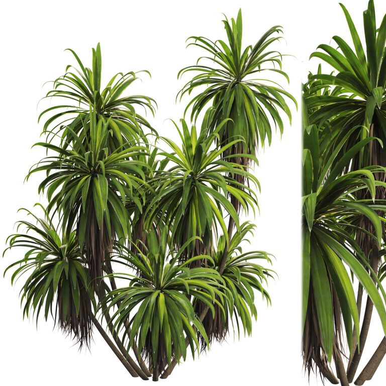 Mountain Cabbage Tree (362623) 3D model - Download 3D model Mountain ...