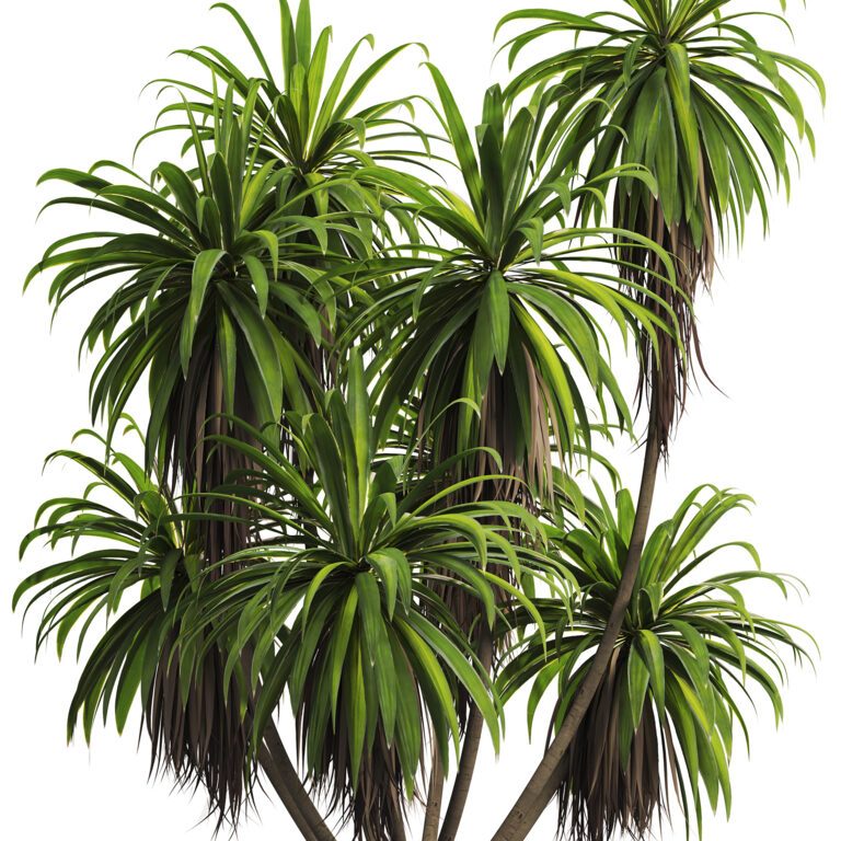 Mountain Cabbage Tree (362623) 3D model - Download 3D model Mountain ...