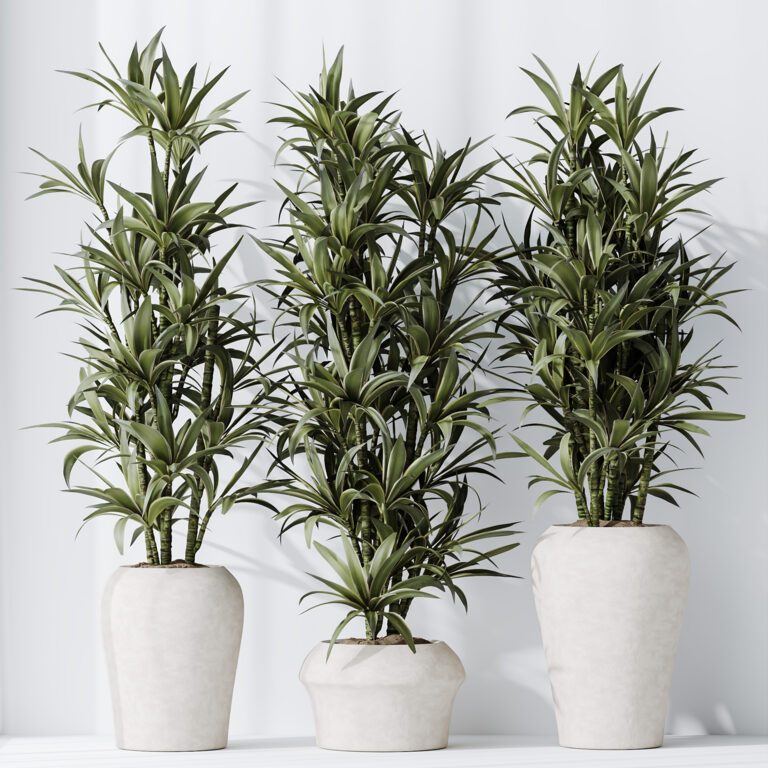 indoor jasmine plants Jasmine ‘Maid of Orleans’ For Sale main image 0