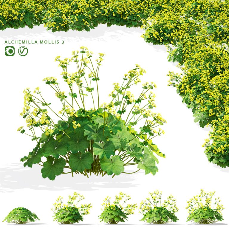 Alchemilla mollis 3 (364442) 3D model - Download 3D model Alchemilla ...