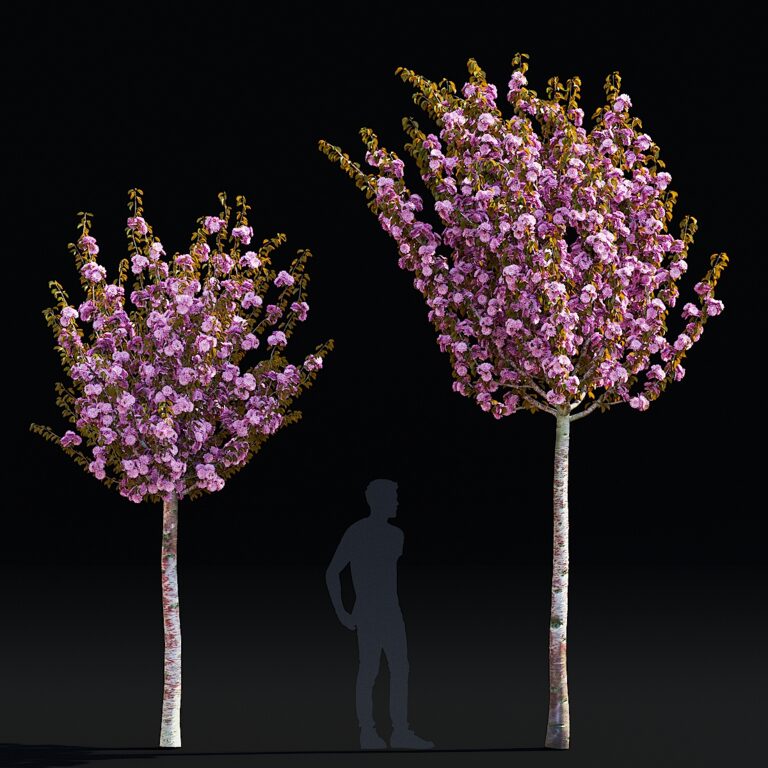 Sakura cherry | Prunus sertulata Kanzan (365557) 3D model