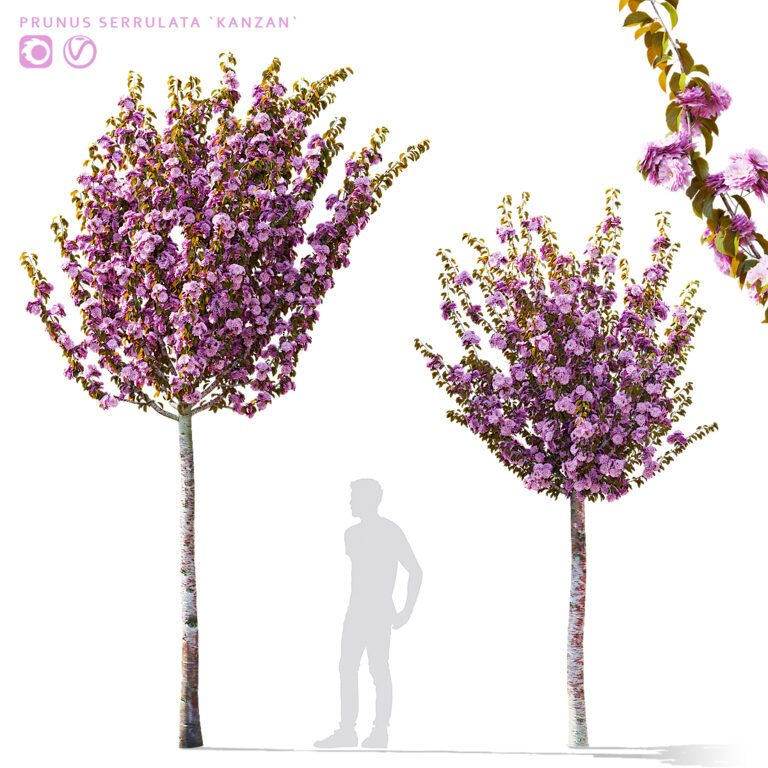 Sakura cherry | Prunus sertulata Kanzan (365557) 3D model