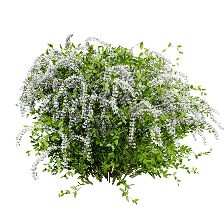 Hithewa Ithea кущі vingir Merlot (368732) 3D-модель - Завантажте 3D-модель ...