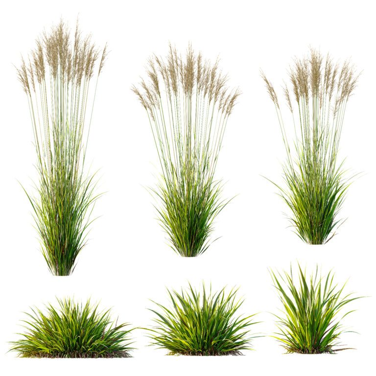 Grass Display Model Grass 02 (368833) 3D model - Download 3D model Grass 02 (368833 ...