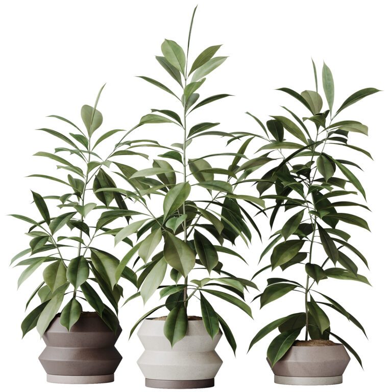 HQ HousePlants Ficus Cyathistipula African Fig (370909) 3D model - Download  3D model HQ HousePlants Ficus Cyathistipula African Fig (370909) | 370909 |  3d-baza.com