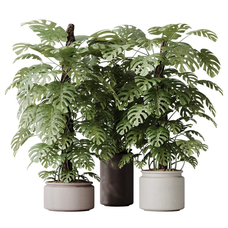 HousePlants Elegant Monstera Deliciosa Large Leaf Form Swiss Cheese  (371860) 3D model - Download 3D model HousePlants Elegant Monstera  Deliciosa Large Leaf Form Swiss Cheese (371860) | 371860 | 3d-baza.com