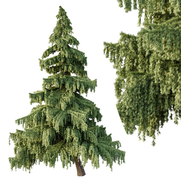 Cedrus deodara tree 05 (371939) 3D model - Download 3D model Cedrus ...