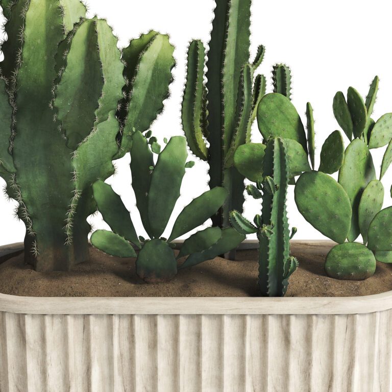 Cactus Set 02 (372415) 3D model - Download 3D model Cactus Set 02 ...