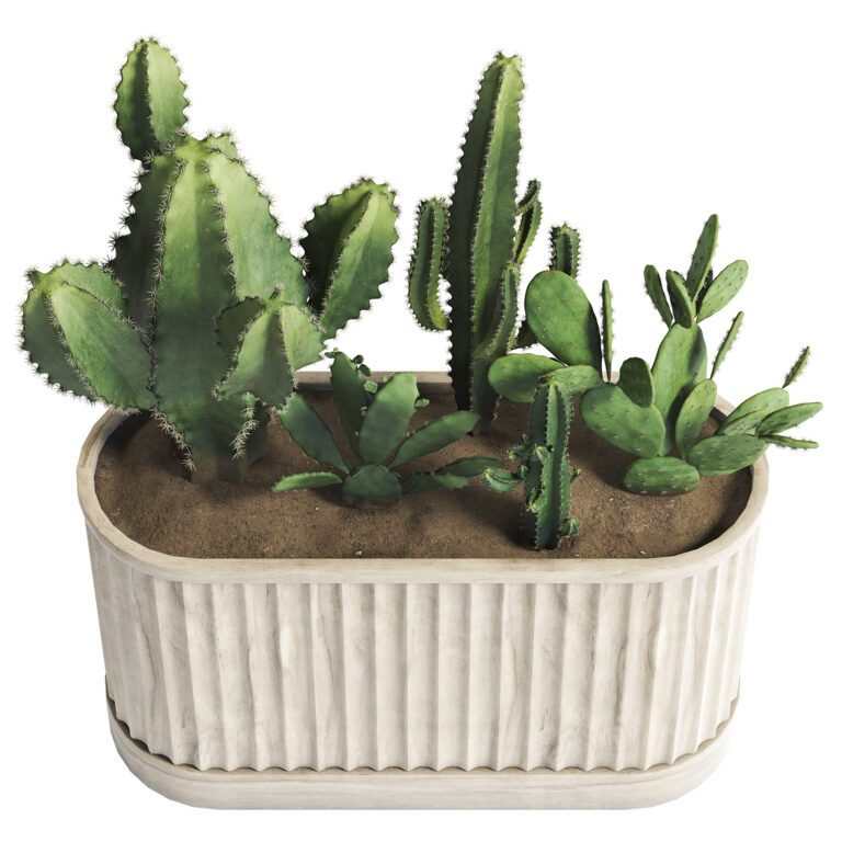 Cactus Set 02 (372415) 3D model - Download 3D model Cactus Set 02 ...