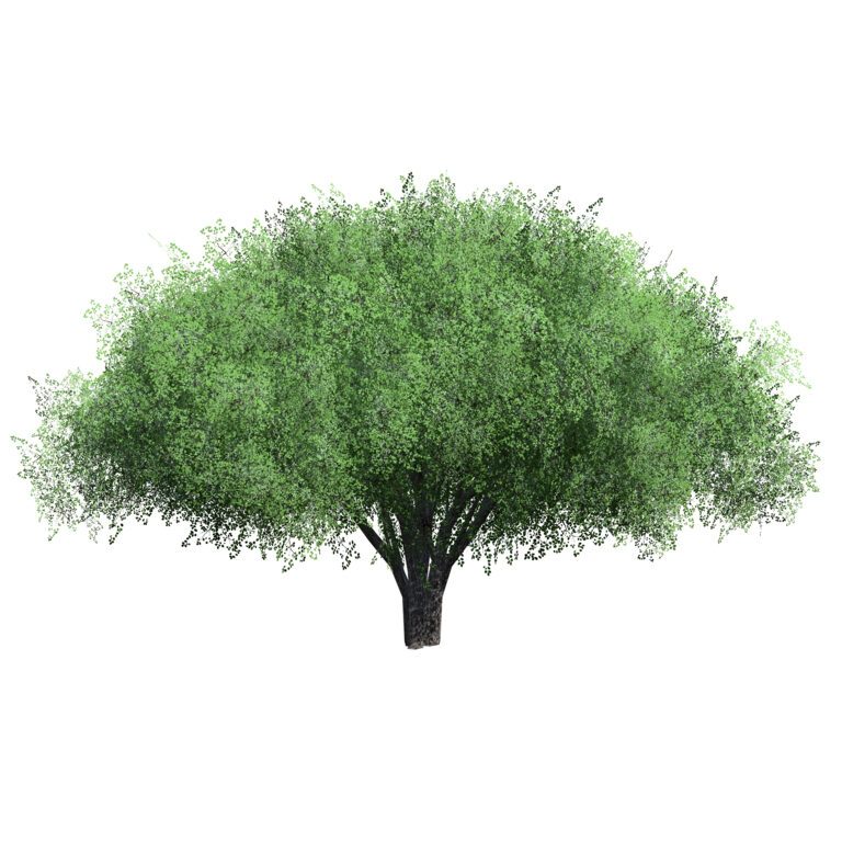 Hazelnut Tree Shape Game ready Hazelnut Tree (376657) 3D model - Download 3D model Game ...