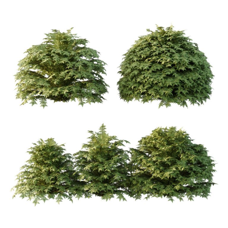 Ципрес кущ 03 (377002), 3d модель 1