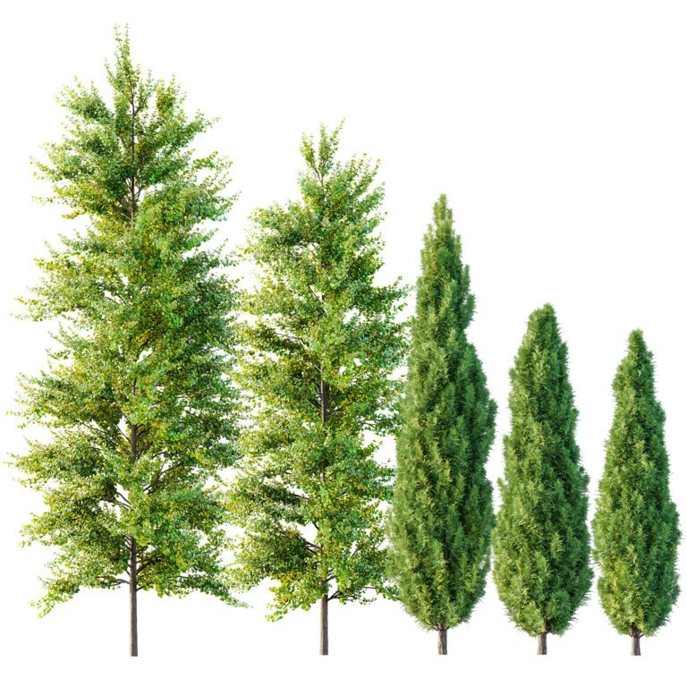 Maidenhair Ginkgo Biloba і середземноморський Cypress (377418), 3d модель 1