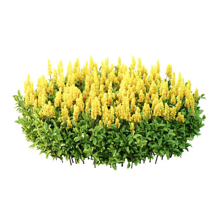 Argyrocytisus battandieri plant 09 (383276) 3D model - Download 3D ...