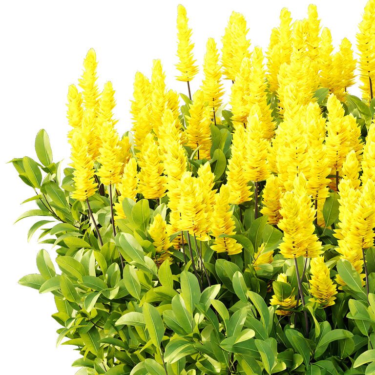 Argyrocytisus battandieri plant 09 (383276) 3D model - Download 3D ...