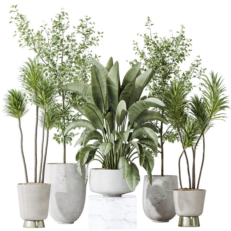 AV Indoor plants set 159 Europaea Olive Eucalyptus and Spineless