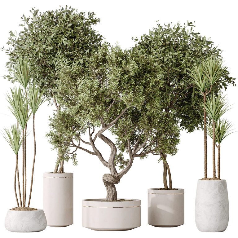 Indoor plants AV Artificial Olive Tree and Yucca Gigantea and Ficus Retusa  Bonsai Ginseng set 160 (384686) 3D model - Download 3D model Indoor plants  AV Artificial Olive Tree and Yucca Gigantea