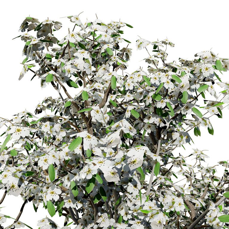 Pear Tree Model Realistic Pear Tree 3D Model - All Seasons (384760) 3D model - Download ...