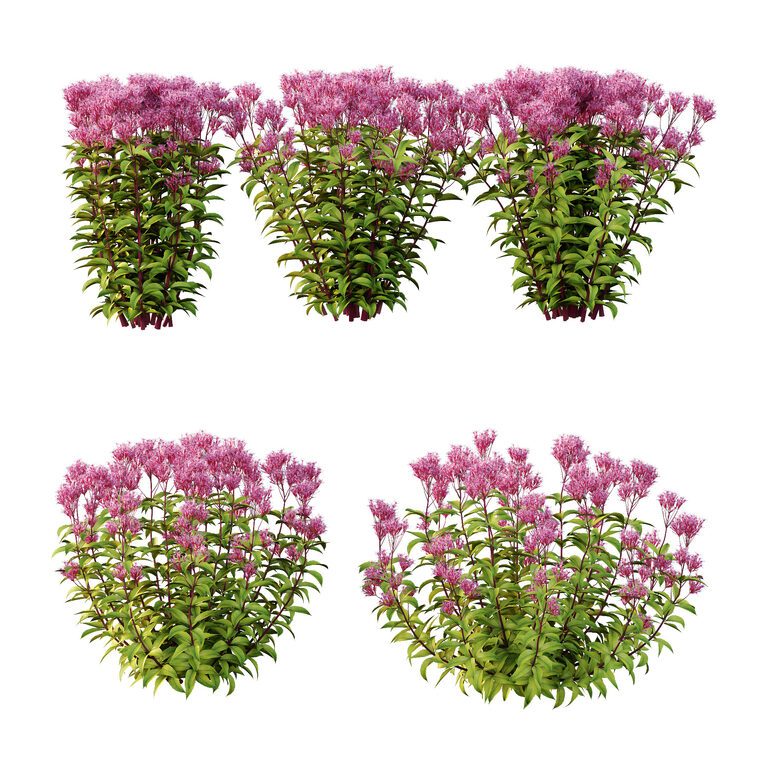 Растение Eupatorium Purpureum 02 (385212), 3д модель 1