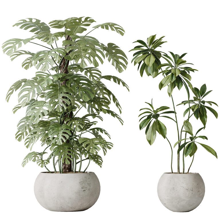 AV Indoor plants Beech Olive Eucalyptus and Elegant Monstera Deliciosa and  Ficus set 166 (385606) 3D model - Download 3D model AV Indoor plants Beech  Olive Eucalyptus and Elegant Monstera Deliciosa and