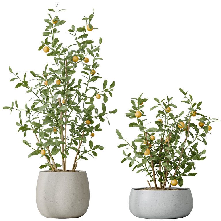 AV Indoor plants Mission Olive and Ficus Abidjan and Mandarin Fruit Bonsai  Orange Tree set 179 (385887) 3D model - Download 3D model AV Indoor plants  Mission Olive and Ficus Abidjan and
