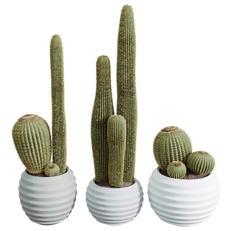 AV HousePlants Cactus Echinocactus Grusonii Golden Barrel Tree (385891), 3d model 1