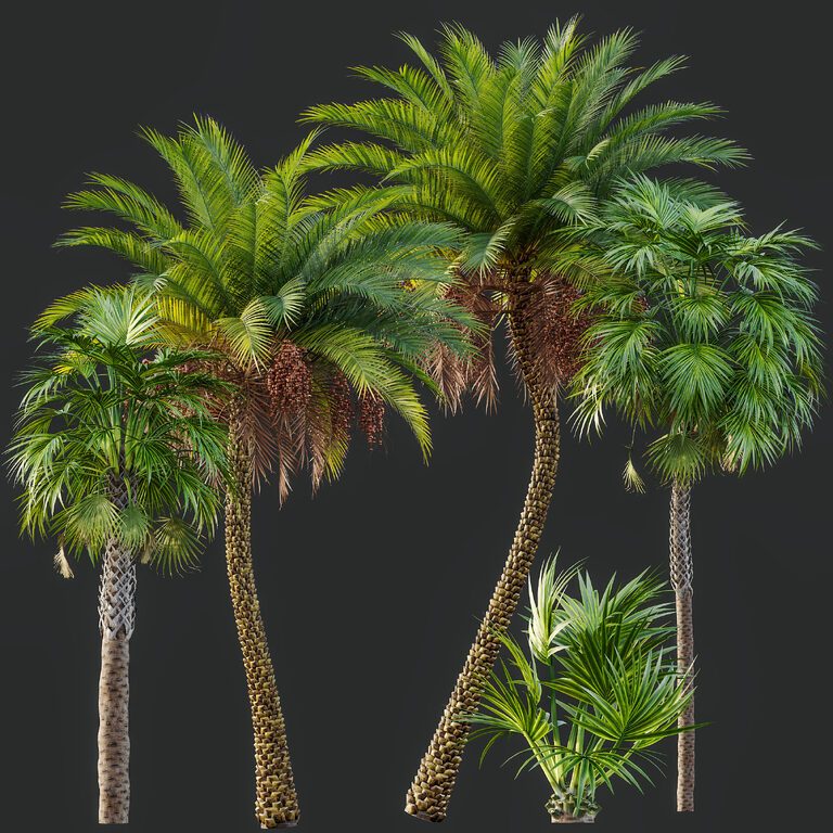 AV Sabal Palmetto Cabbage Palm and Phoenix Sylvestris Fruit palm