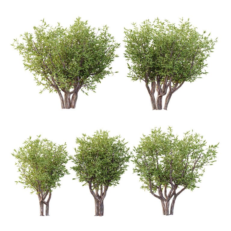 Sweet Viburnum Plant 04 (386331), 3d model 1