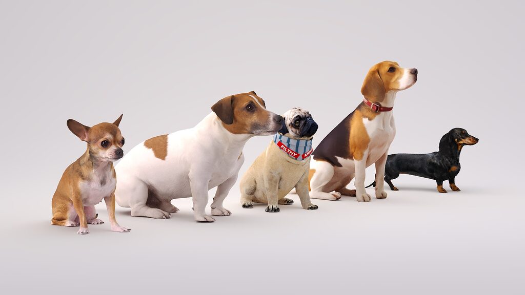 Canines Model Small dogs (386843) 3D model - Download 3D model Small dogs (386843 ...