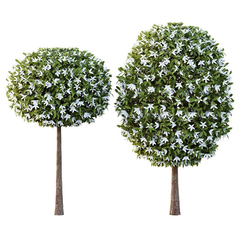 Michelia Maudiae Tree 02 (387302) 3D model - Download 3D model Michelia ...