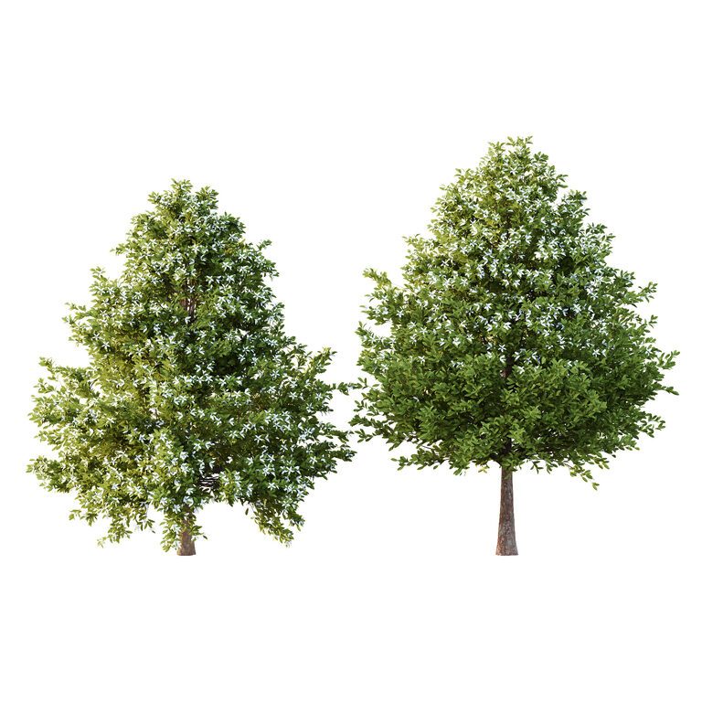 Michelia Maudiae Tree 03 (387303), 3d model 1