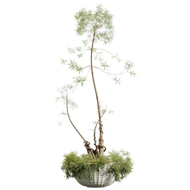 AV House Plant Japandi Decorative Minimalism Ficus Dracaena Marginata 20  (388672) 3D model - Download 3D model AV House Plant Japandi Decorative  Minimalism Ficus Dracaena Marginata 20 (388672) | 388672 | 3d-baza.com