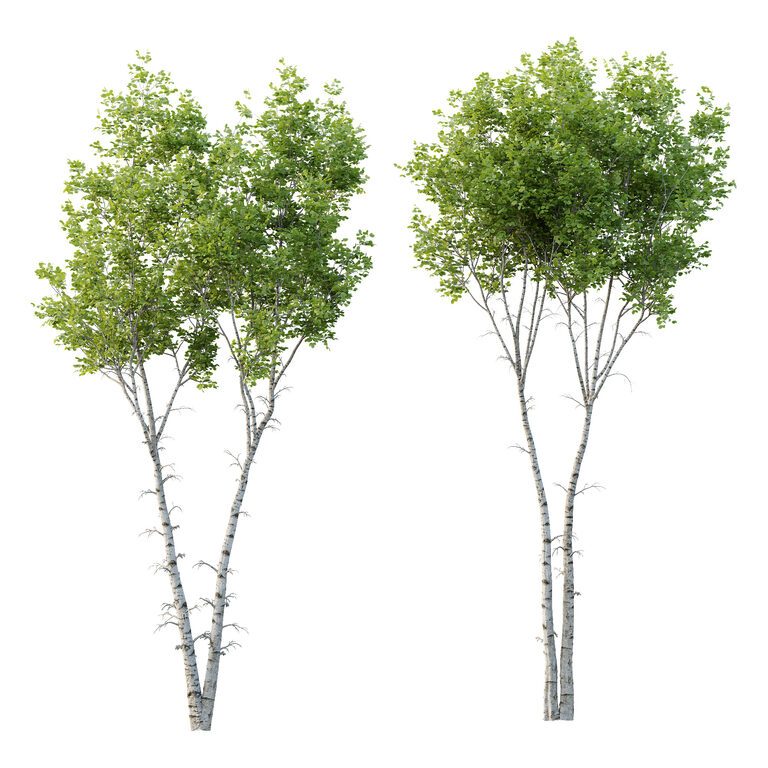 Betula Pendula Tree 02 (389087), 3d model 1