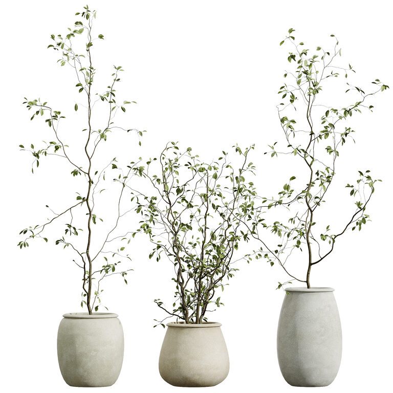 AV Japandi Декоративний мінімалізм Ficus Dracaena Marginata 30 (389624), 3d модель 1