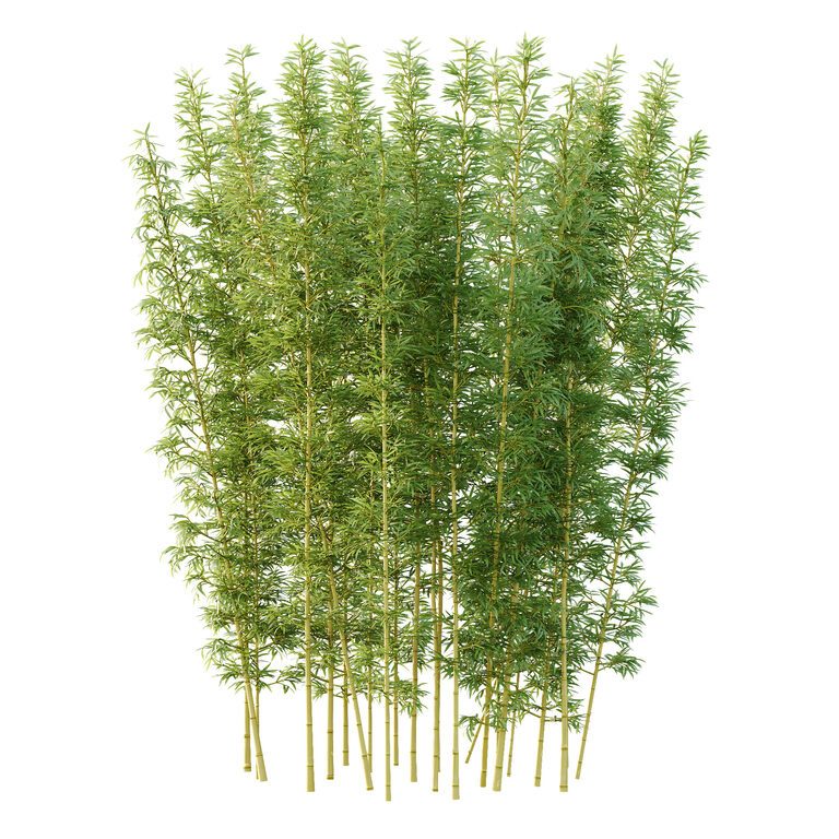Bamboo Bambusoideae Tree 03 (389629) 3D model - Download 3D model ...