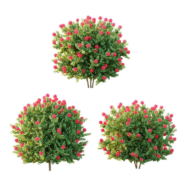 japanische stechpalme giftig für hunde Japanische Stechpalme Kanehirae (Ilex maximowicziana) | 30-40 cm im Topf main image 1