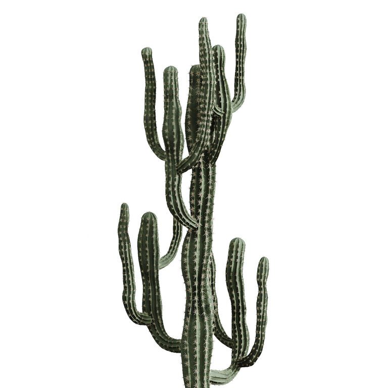 tuna cactus plant Nopal Prickly Pear