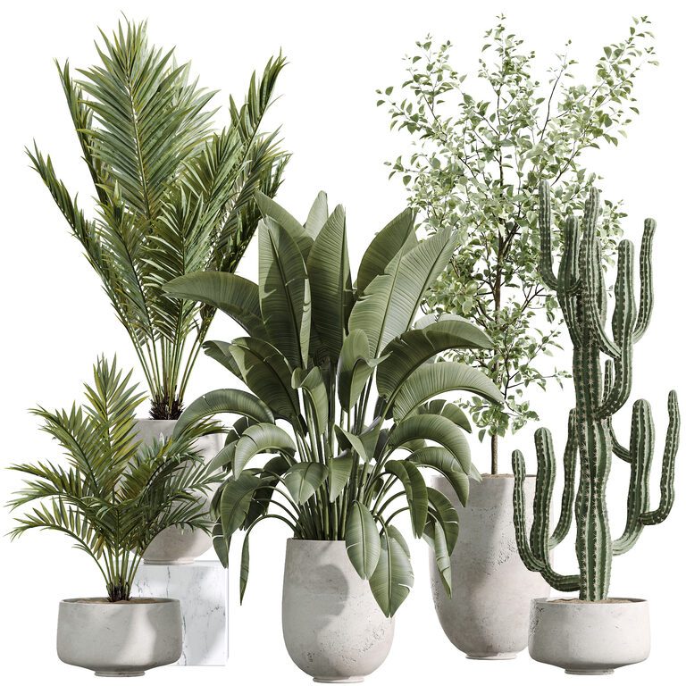 AV Indoor Plants Banana Strelitzia Areca Palm Olive Eucalyptus Cactus  Euphorbia Set 235 (390212) 3D model - Download 3D model AV Indoor Plants  Banana Strelitzia Areca Palm Olive Eucalyptus Cactus Euphorbia Set