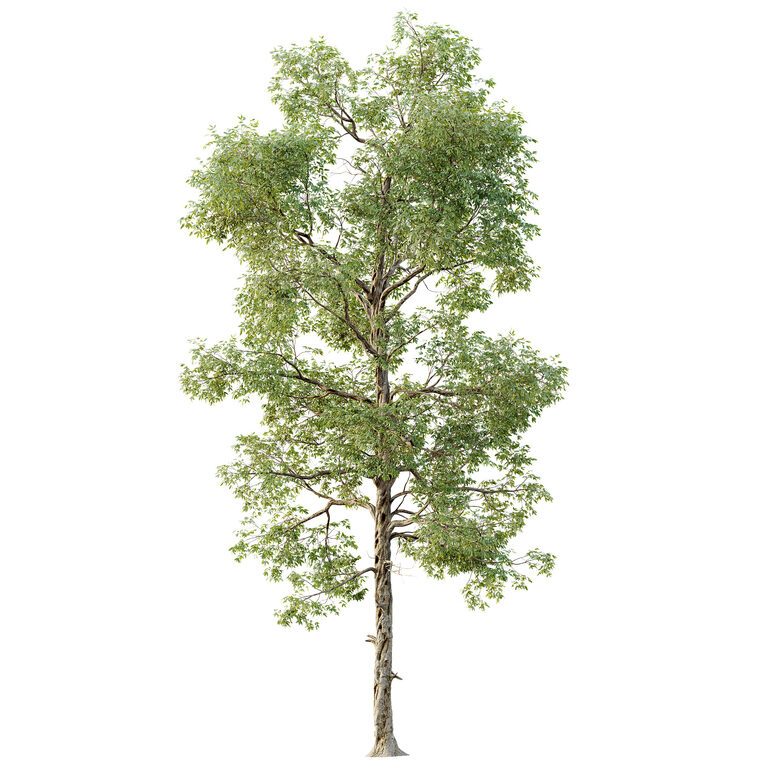 Дерево AV Carya Glabra Ovalis Caryer Rouge Hickory (390669), 3д модель 1