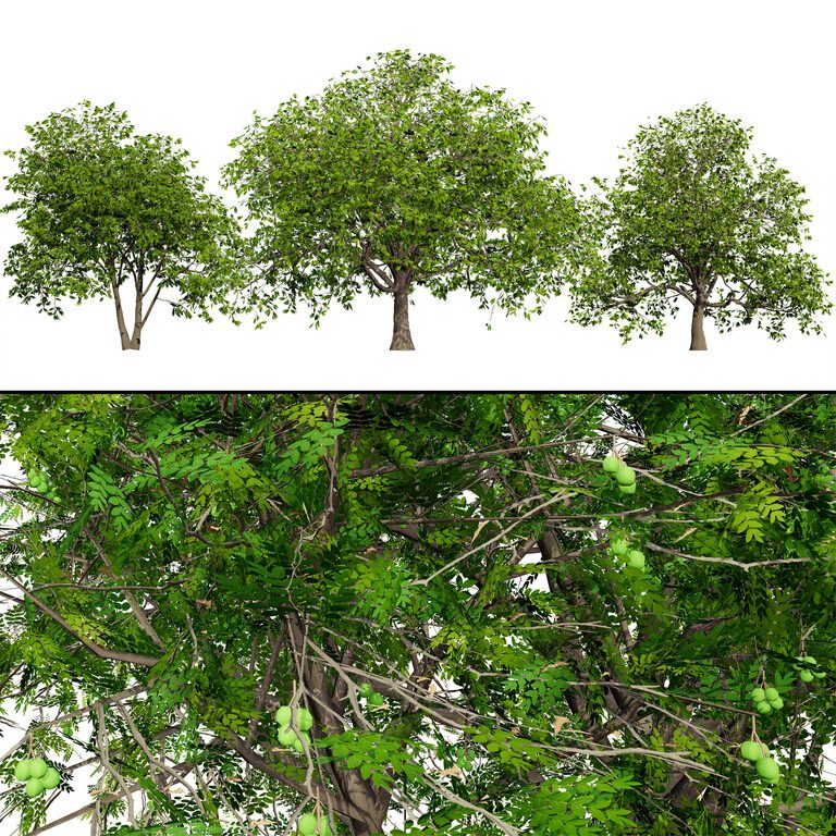 Walnut Tree 3D Model (391241) 3D model - Download 3D model Walnut Tree ...