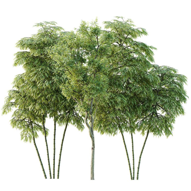 AV 8 different trees Bamboo Bambusoideae and Celtis Australis (391795), 3d model 1
