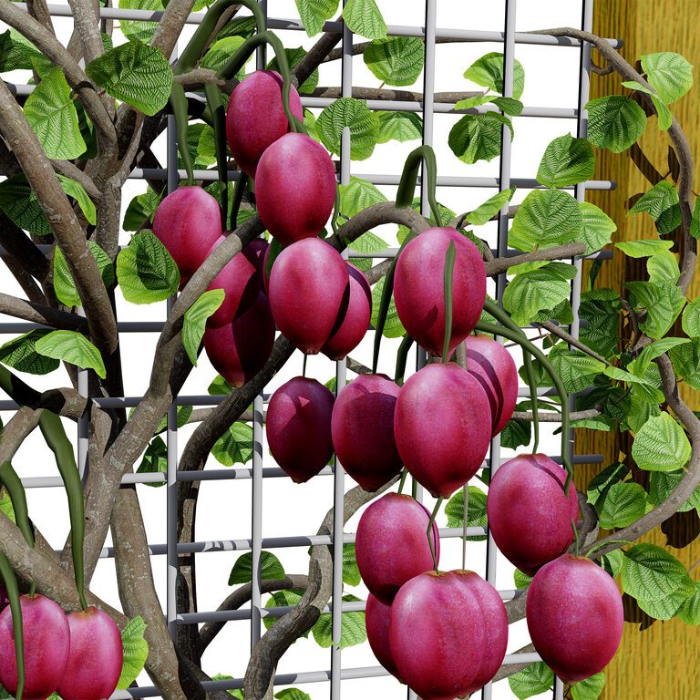 Kiwi Vine 3D Pack (391932) 3D model - Download 3D model Kiwi Vine