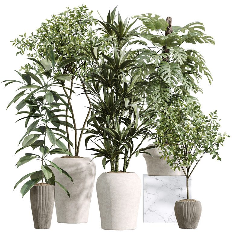 AV Indoor Plants Olive Eucalyptu and Dracaena Warnecki and Monstera  Deliciosa Set 259 (391938) 3D model - Download 3D model AV Indoor Plants  Olive ...